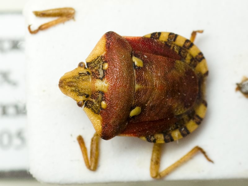 Derula longipennis Oshanin, 1871